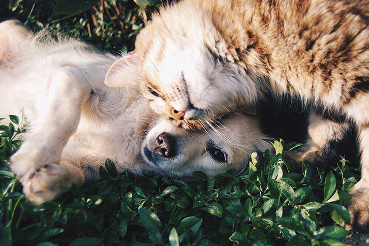 activité et sertvices du refuge pour animaux de Royan adoption chiens adoption chats