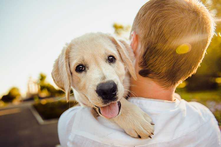 activité et sertvices du refuge pour animaux de Royan adoption chiens adoption chats