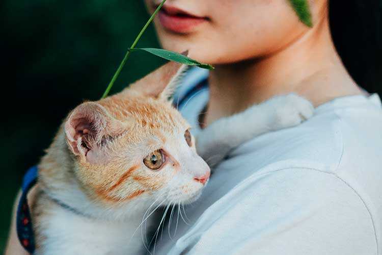 activité et sertvices du refuge pour animaux de Royan adoption chiens adoption chats